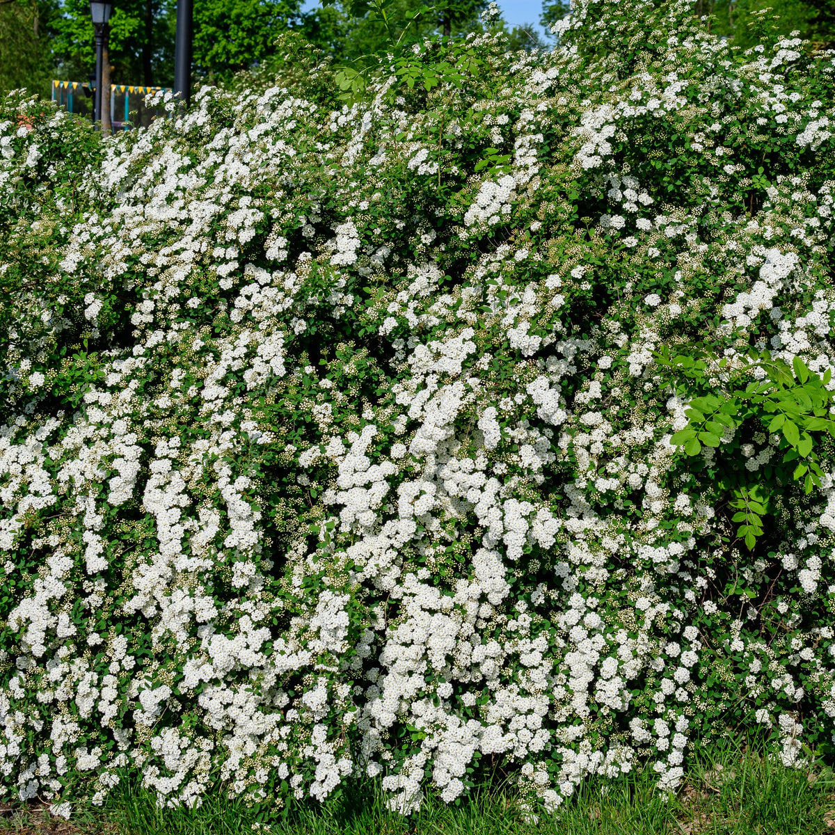 Verkoop Spirea - Witte Spierstruik