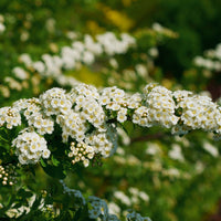Witte Spierstruik - Spirea - Bakker