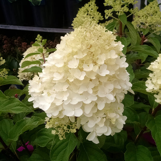 Pluimhortensia 'Silver Dollar' - Bakker
