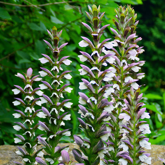 Stekelige berenklauw Mornings Candle - Bakker