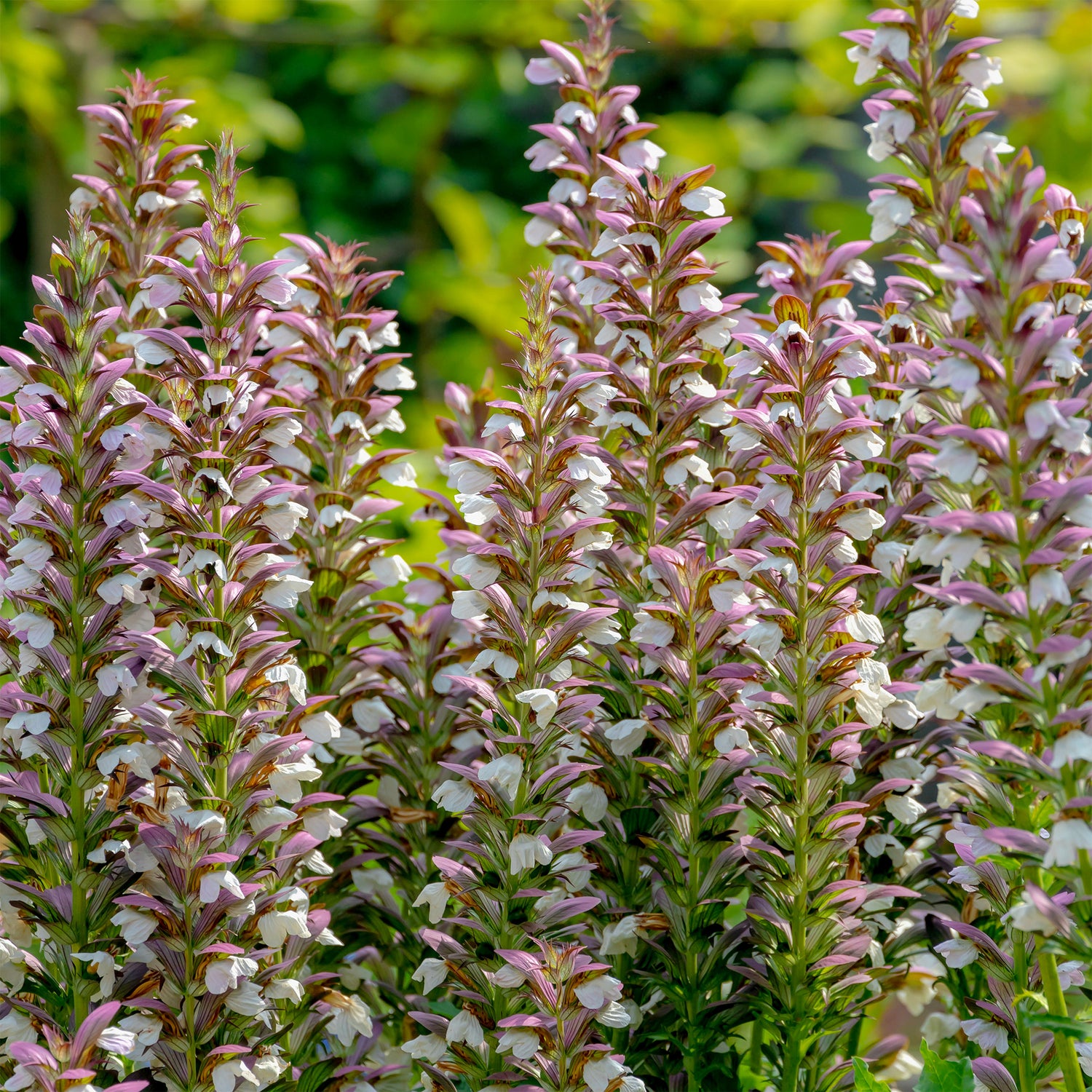 Acanthus