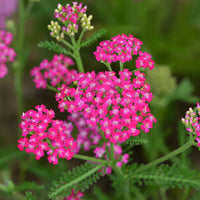 Duizendblad Cerise Queen - Achillea millefolium Cerise Queen - Bakker