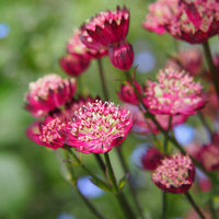 Zeeuws knoopje Moulin Rouge - Astrantia major Moulin Rouge - Bakker