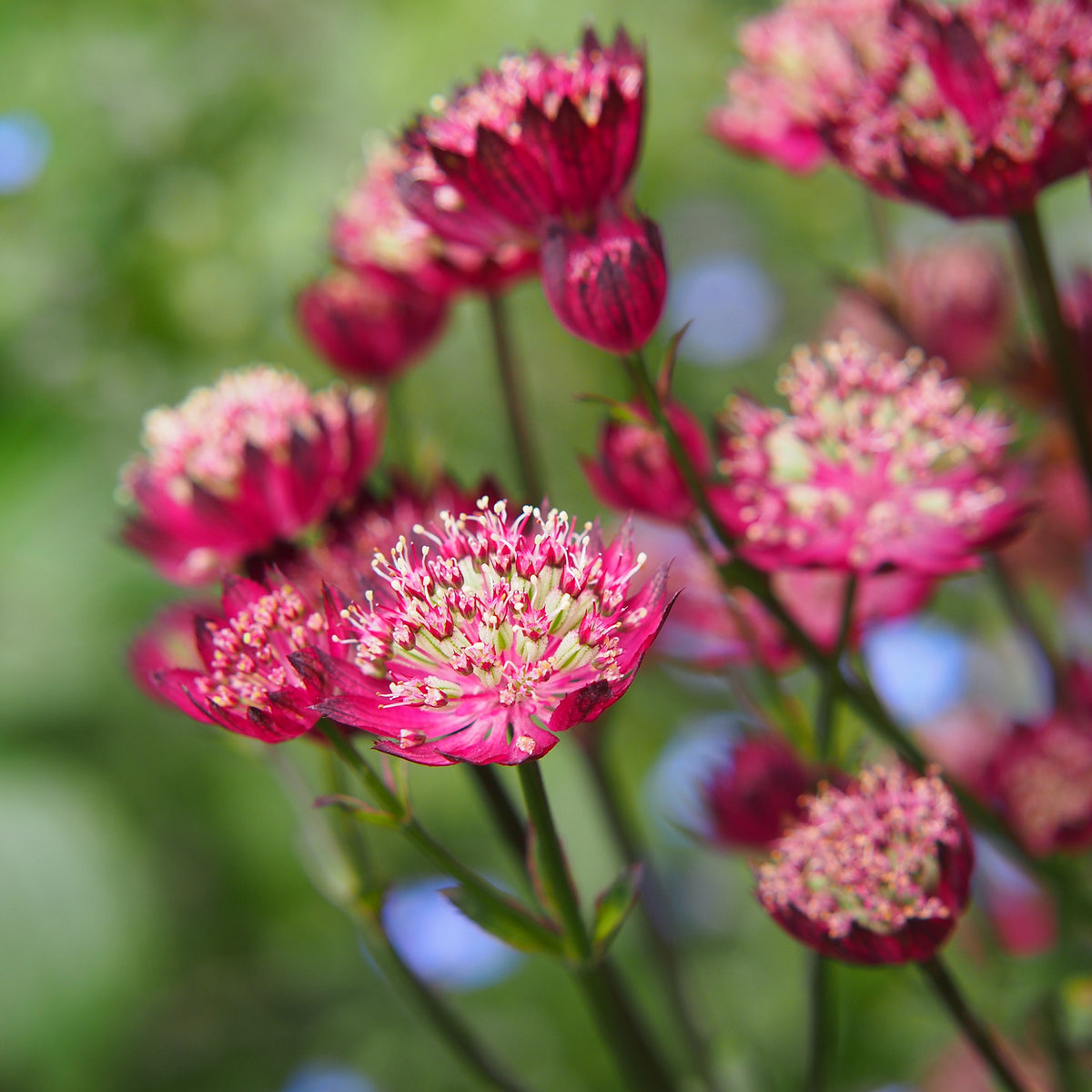 Zeeuws knoopje Moulin Rouge - Astrantia major Moulin Rouge - Bakker