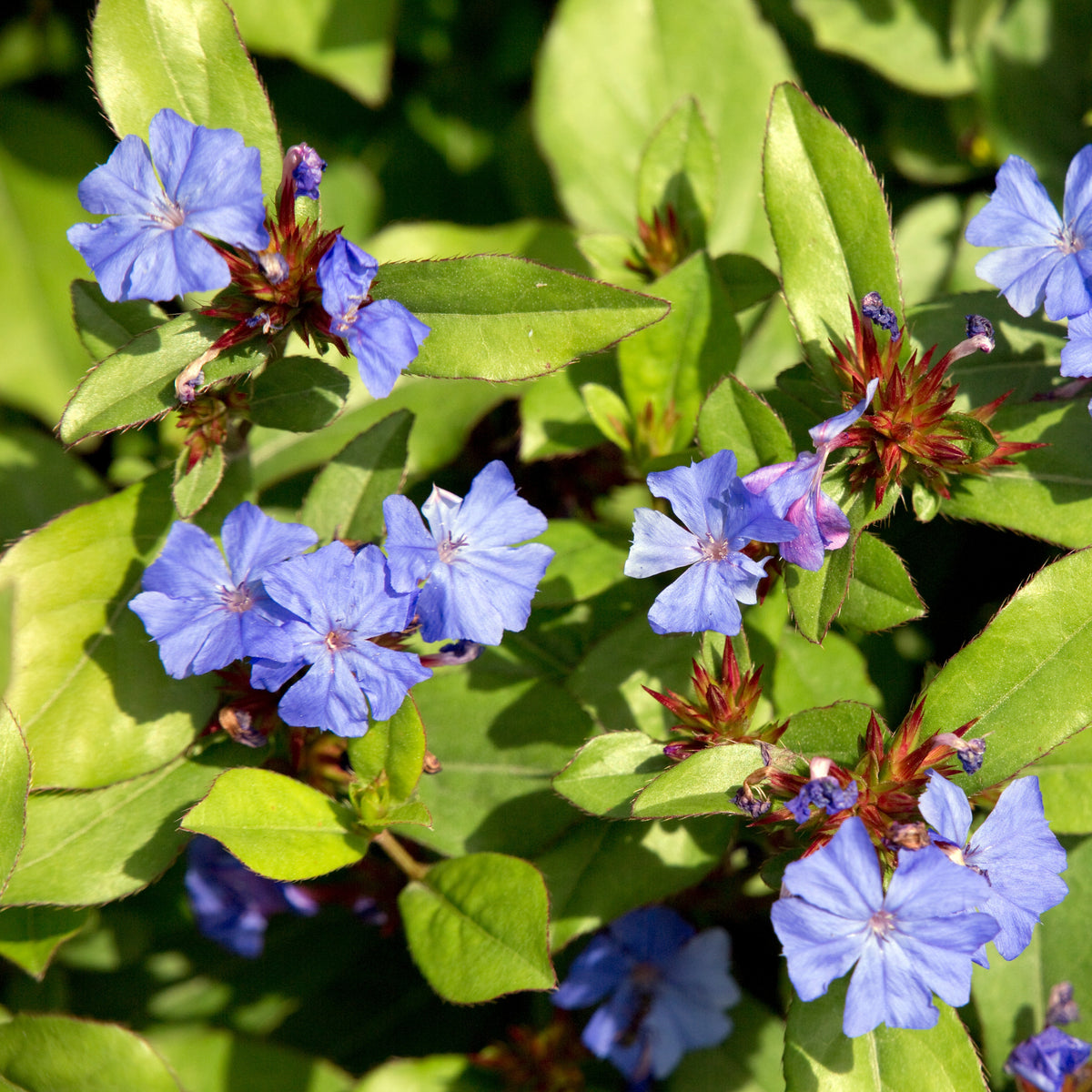 Loodkruid - Ceratostigma plumbaginoides - Bakker