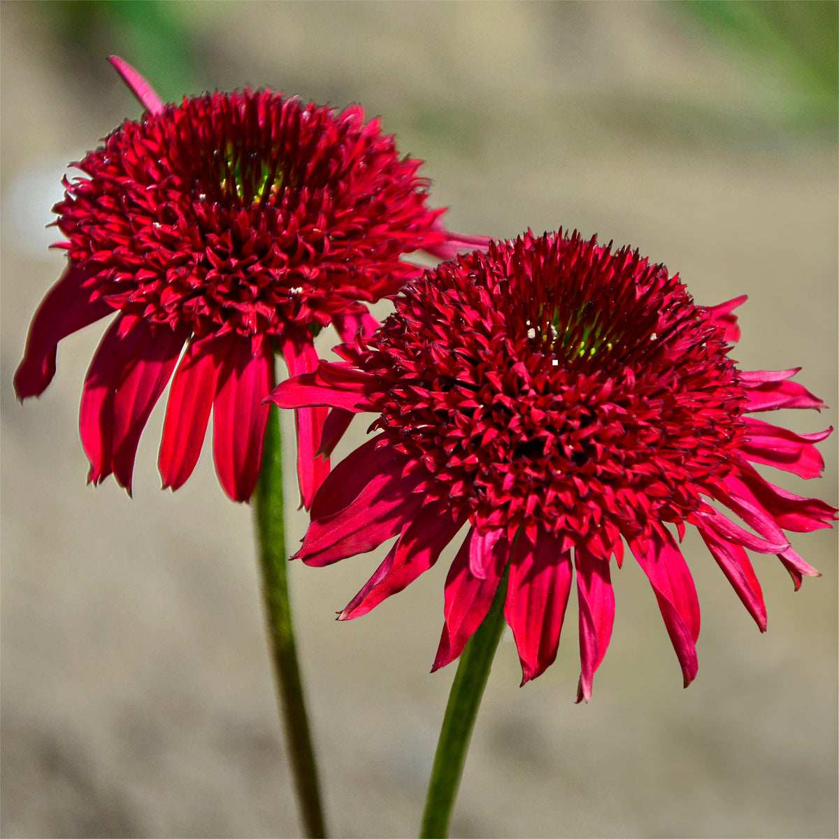 Echinacea purpurea Eccentric - Zonnehoed Eccentric - Vaste planten