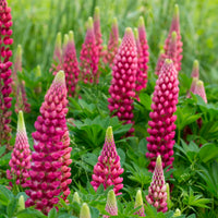Lupine Gallery Red (x3)