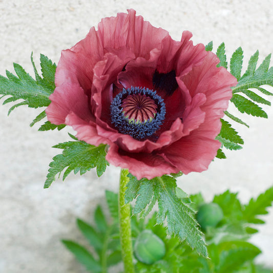 Oosterse klaproos 'Patty's Plum' - Bakker