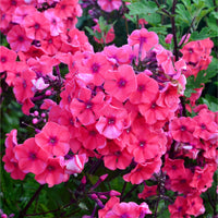 Phlox paniculata Starfire - Vlambloem Starfire - Phlox