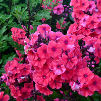 Vlambloem Starfire - Phlox paniculata Starfire - Bakker