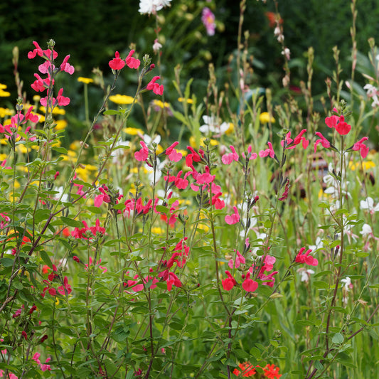 Salie 'Pink Beauty' - Bakker