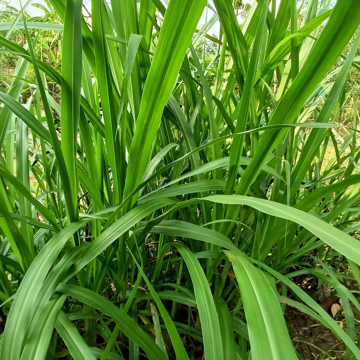 Zegge - Zegge - Carex pendula