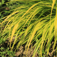Japans berggras All gold - Hakonechloa macra all gold - Bakker