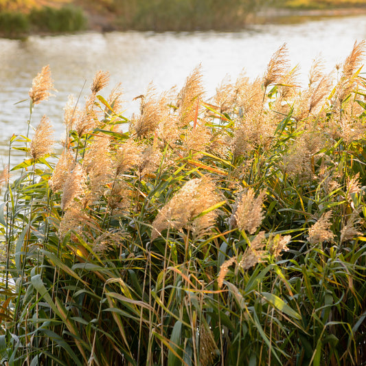 Gewoon riet - Bakker