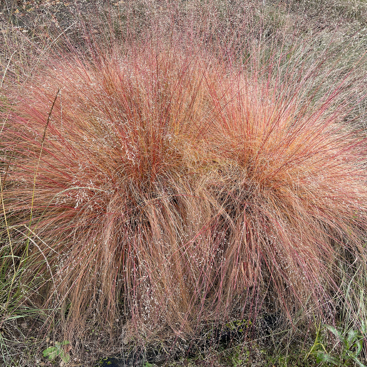 Sporobolus heterolepis - Prairiedropzaad heterolepis - Siergrassen