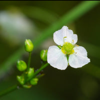 Naakte wortels - Grote waterweegbree - Alisma plantago-aquatica
