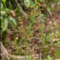 Siergrassen - Cypergras - Cyperus longus