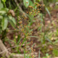 Cypergras - Cyperus longus - Bakker