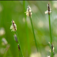 Gewone waterbies - Bakker