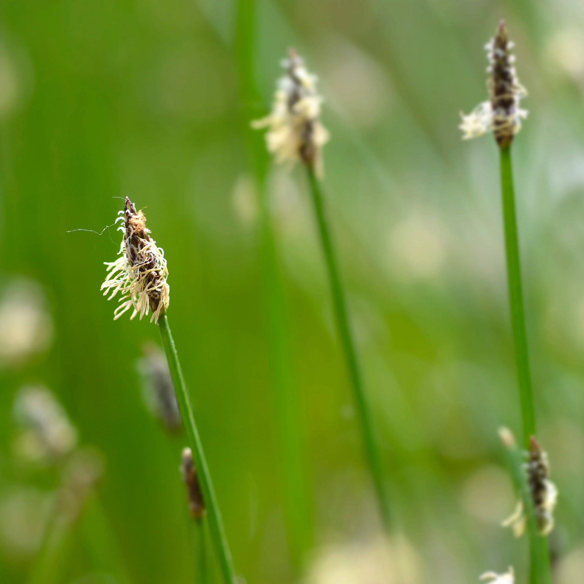 Gewone waterbies - Eleocharis palustris - Bakker