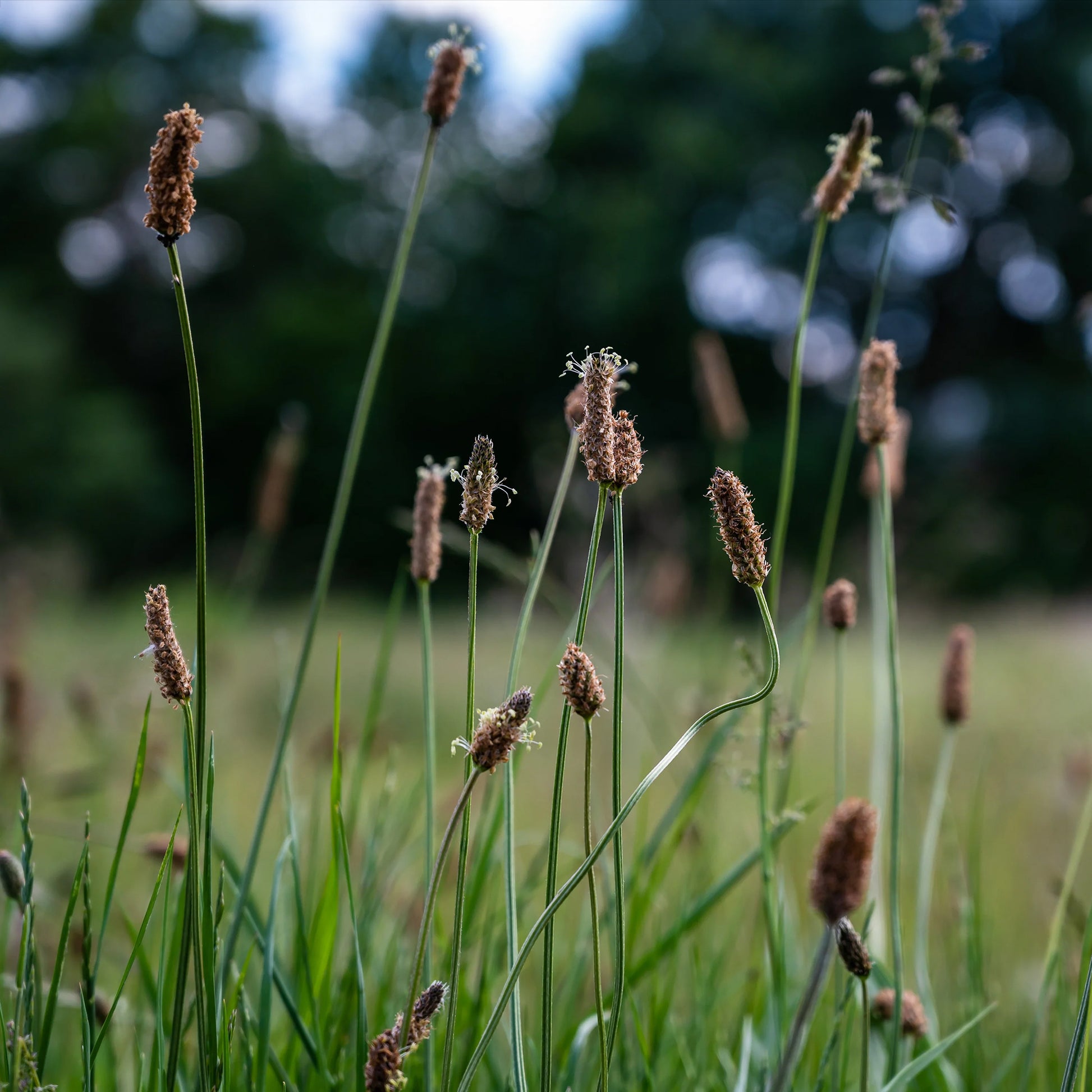 Eleocharis palustris - Gewone waterbies - Oeverplanten