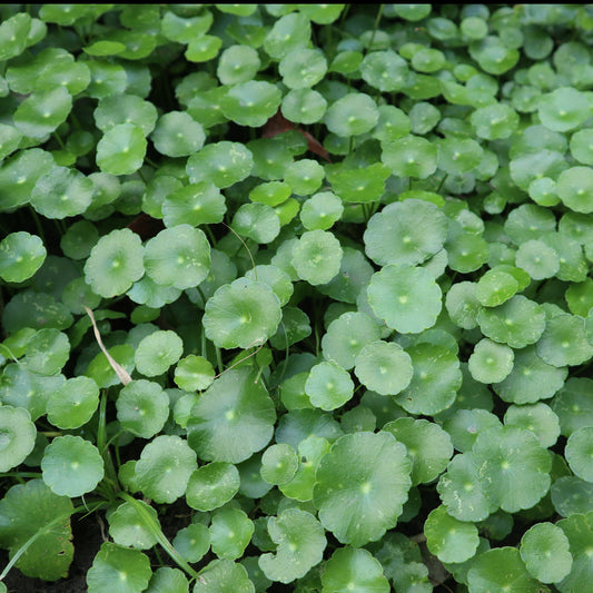 Waternavel - Hydrocotyle vulgaris - Tuinplanten