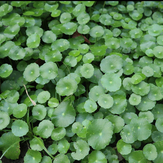 Waternavel - Bakker