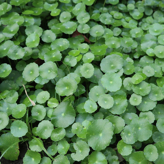 Waternavel - Bakker