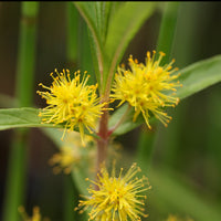Wederik Thyrsiflora - Lysimachia thyrsiflora - Bakker