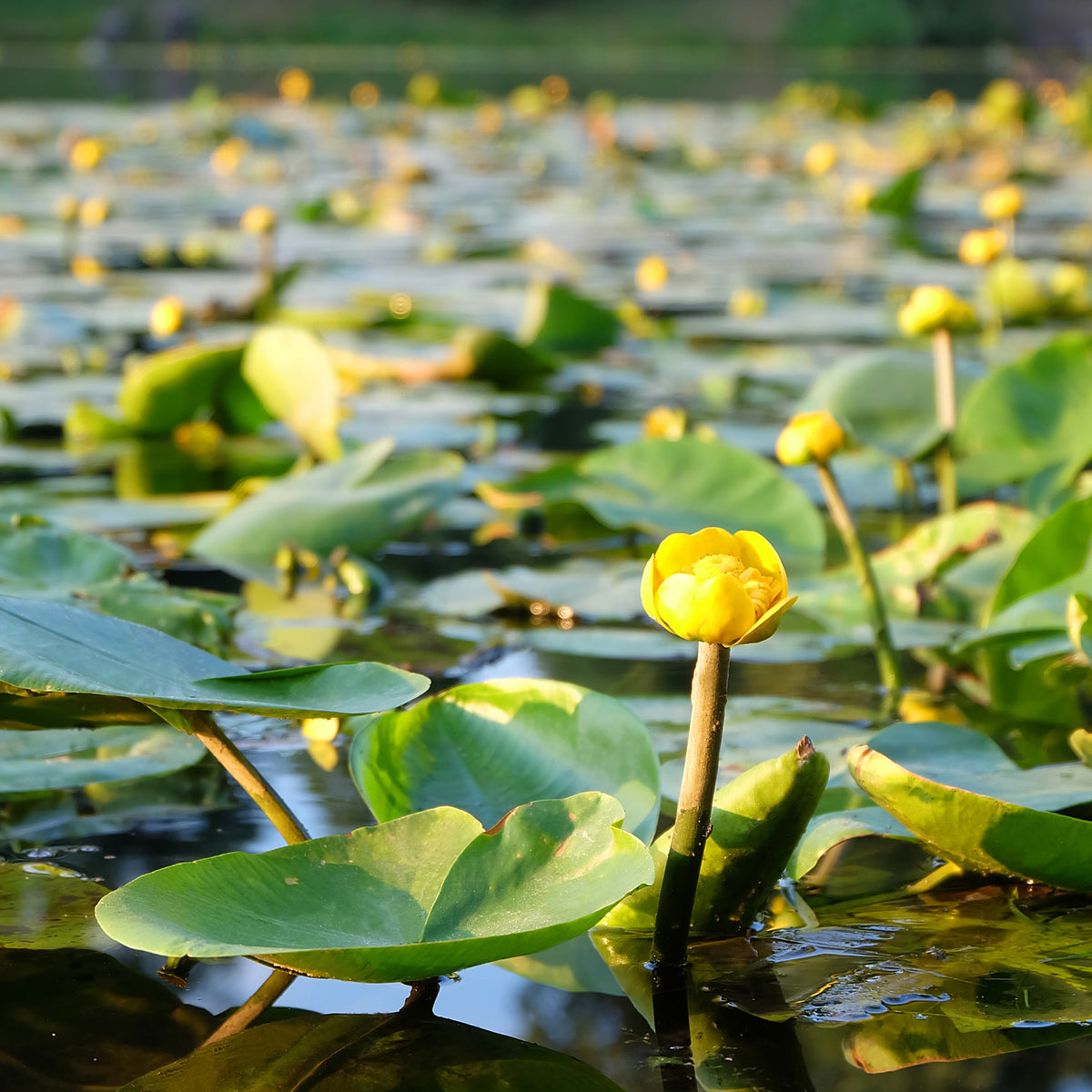 Gele plomp - Nuphar lutea - Bakker