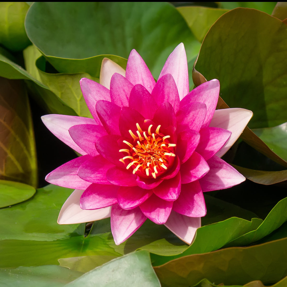 Waterlelie 'Escarboucle' - Bakker