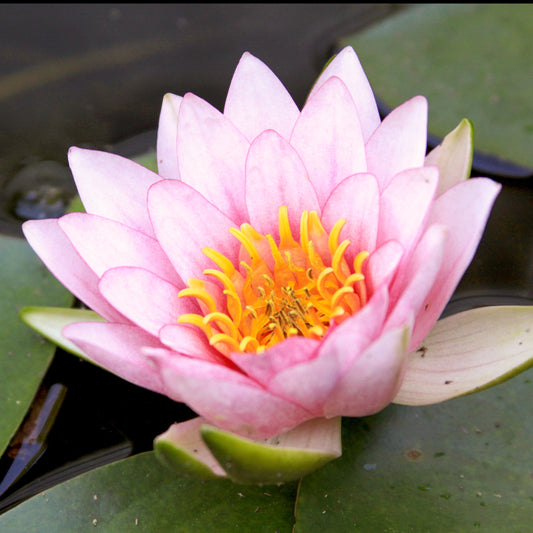 Witte waterlelie Fabiola - Bakker