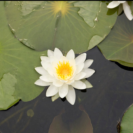 Waterlelie Tetragona - Bakker