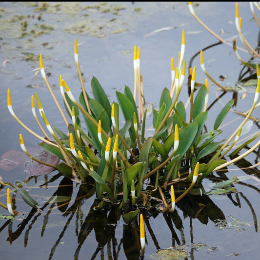 Goudknots - Orontium aquaticum - Vijverplanten