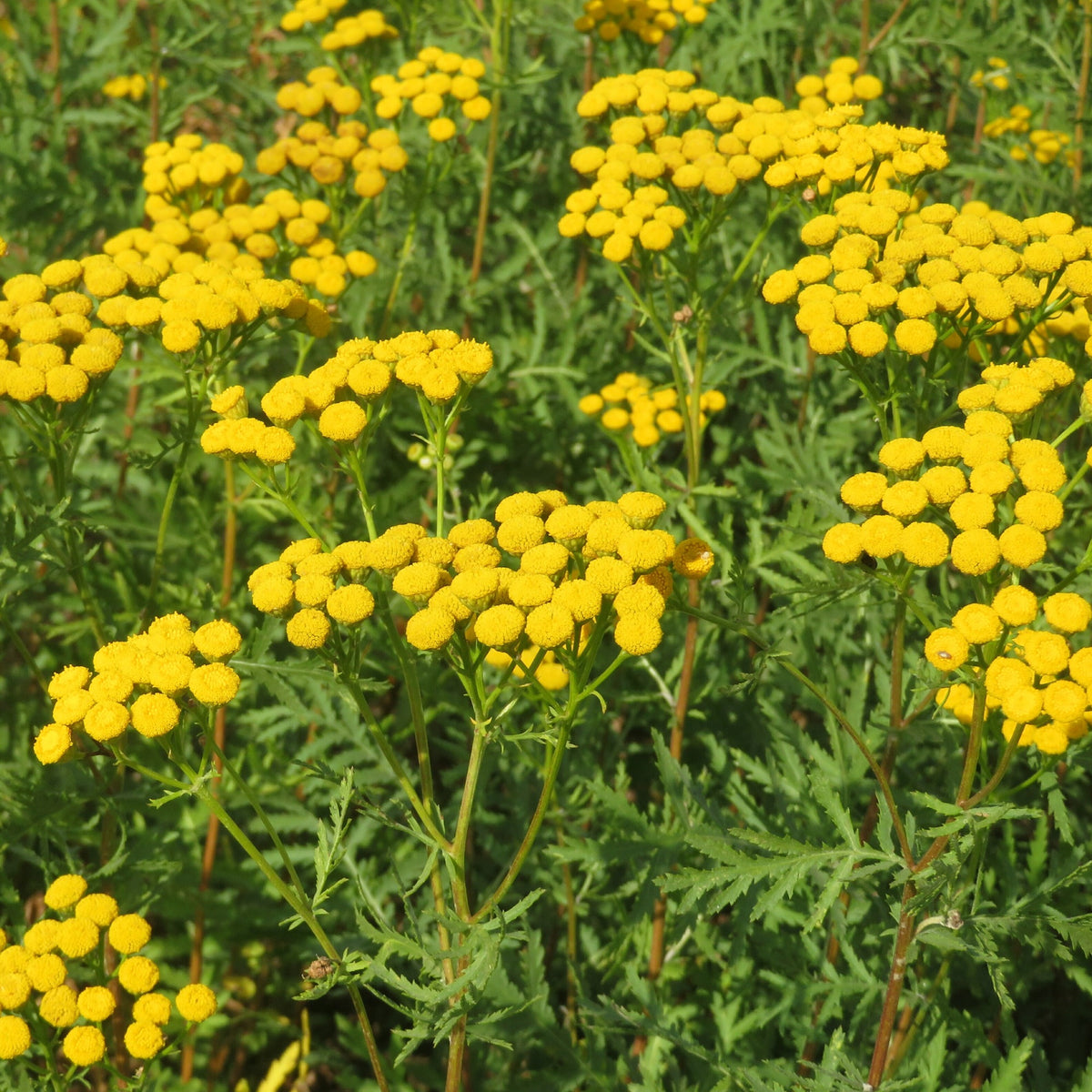 Boerenwormkruid - Tanacetum vulgare - Bakker