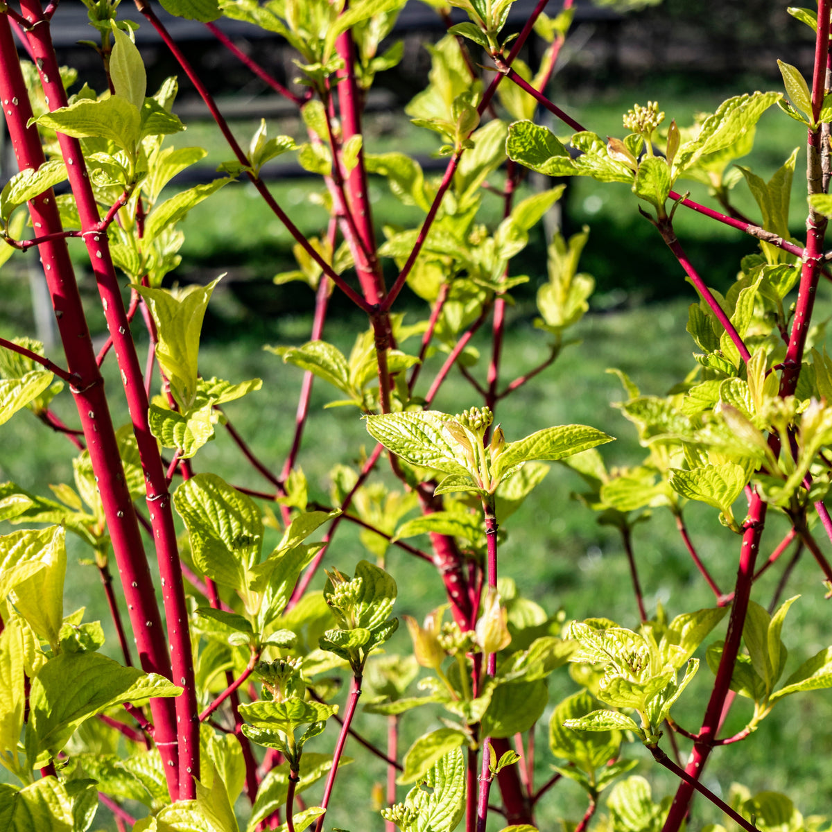 Rode kornoelje 'Sibirica' - Cornus alba Sibirica - Bakker