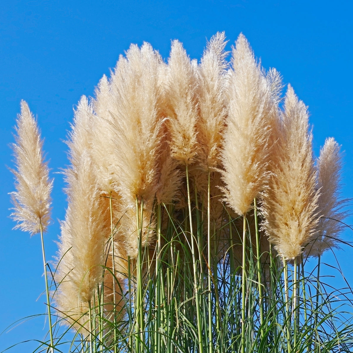 Pampasgras 'Pumila' - Cortaderia selloana pumila - Bakker