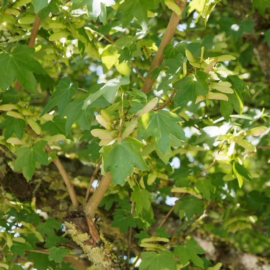 Spaanse aak - Bakker