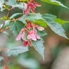 Acer ginnala - Chinese esdoorn - Esdoorn