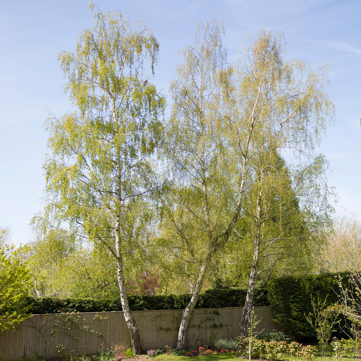 Witte berk - Betula pendula - Bakker
