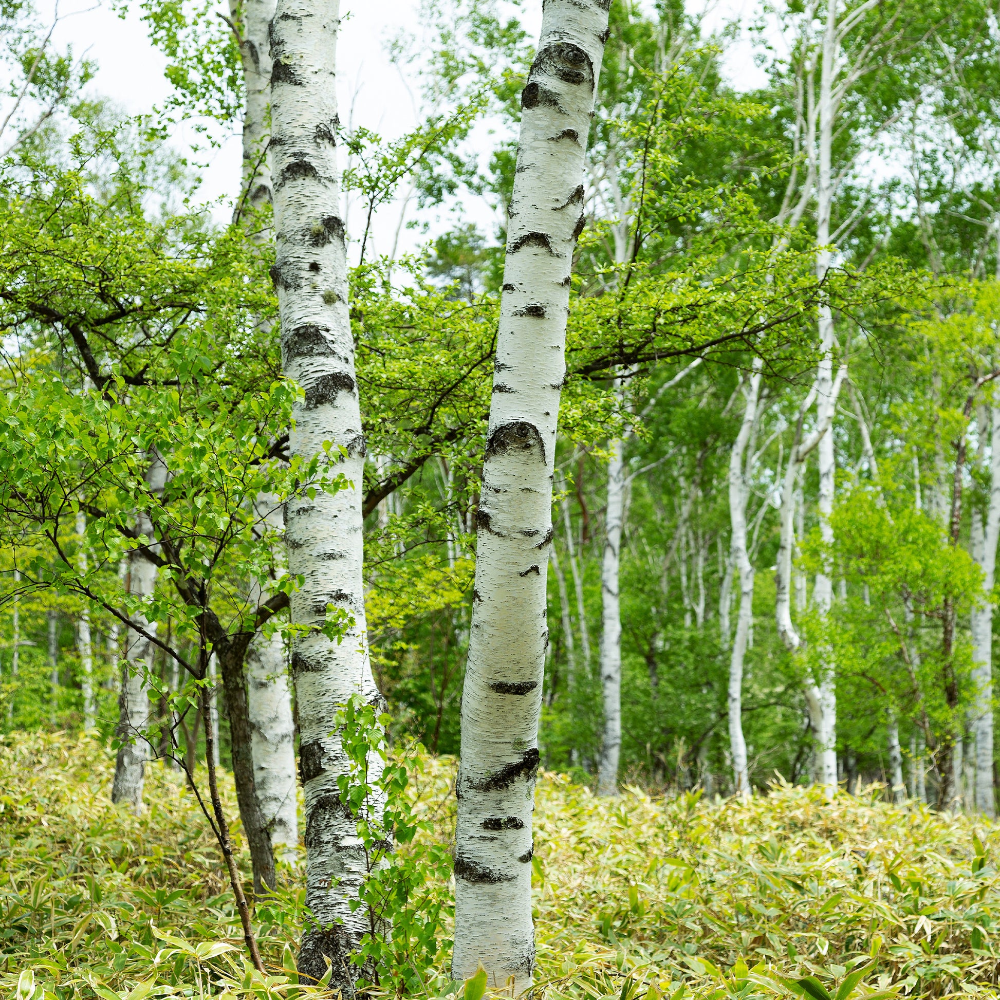 Witte berk - Betula pendula - Heesters en vaste planten