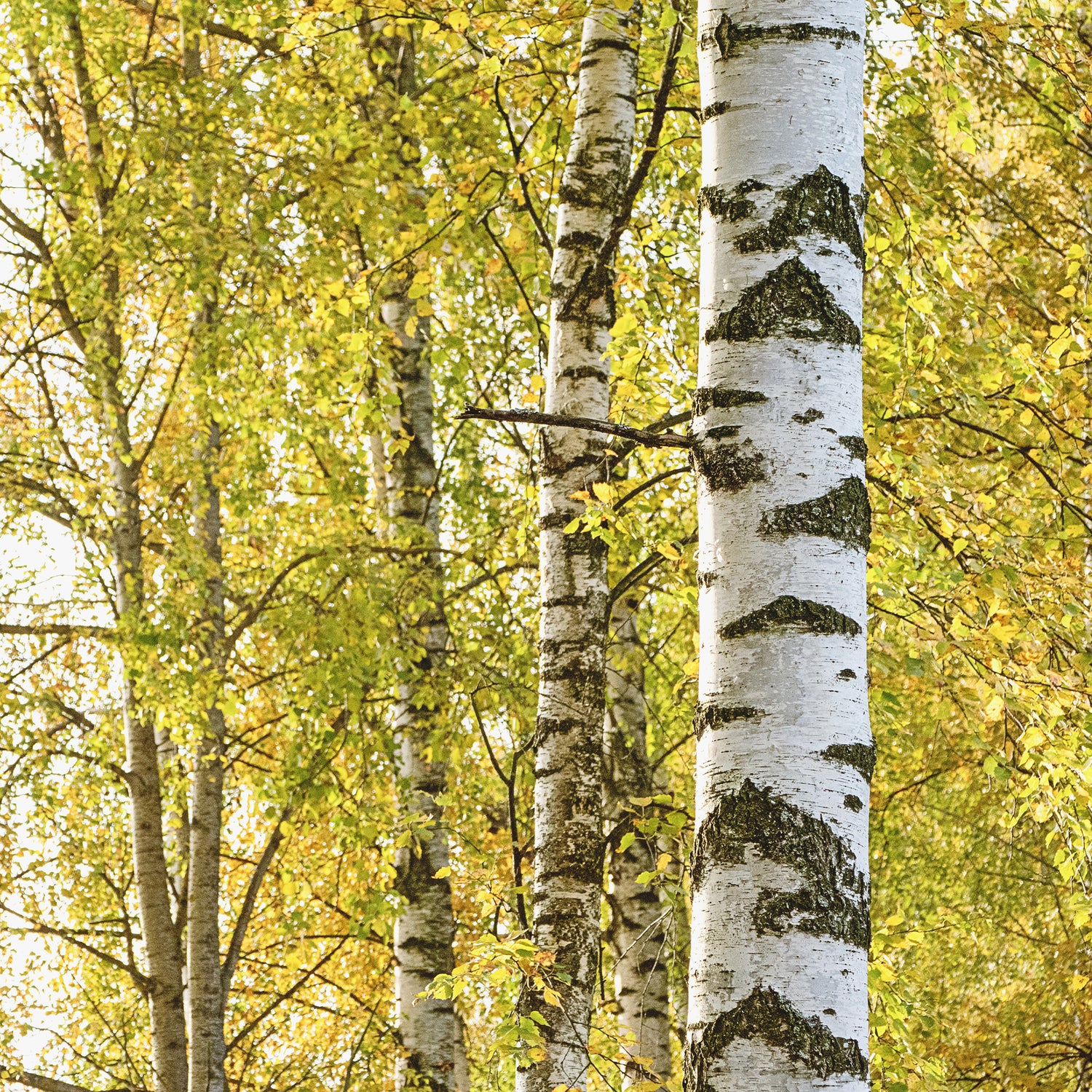 Betula pendula - Ruwe berk