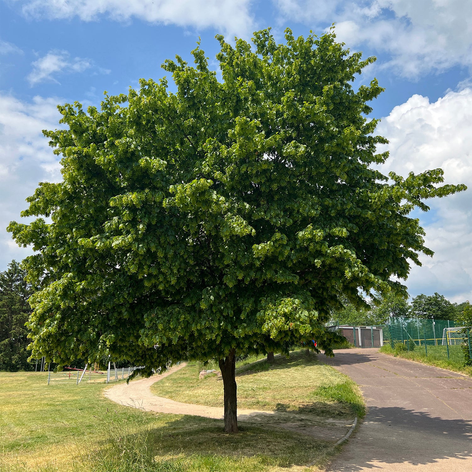 Carpinus betulus - Haagbeuk