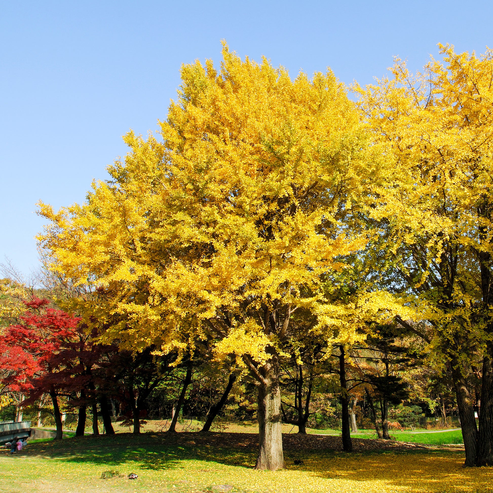 Japanse notenboom - Ginkgo biloba - Heesters en vaste planten