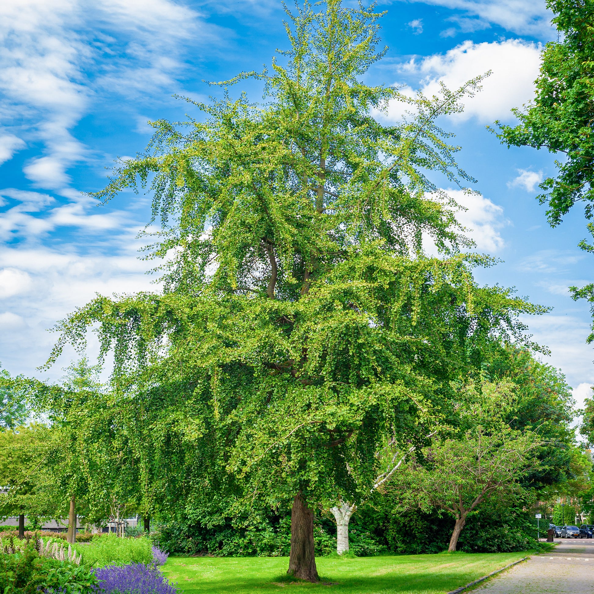 Japanse notenboom - Ginkgo biloba - Heesters en vaste planten