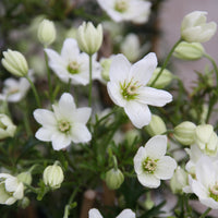 Bosrank 'Early Sensation' - Clematis early sensation