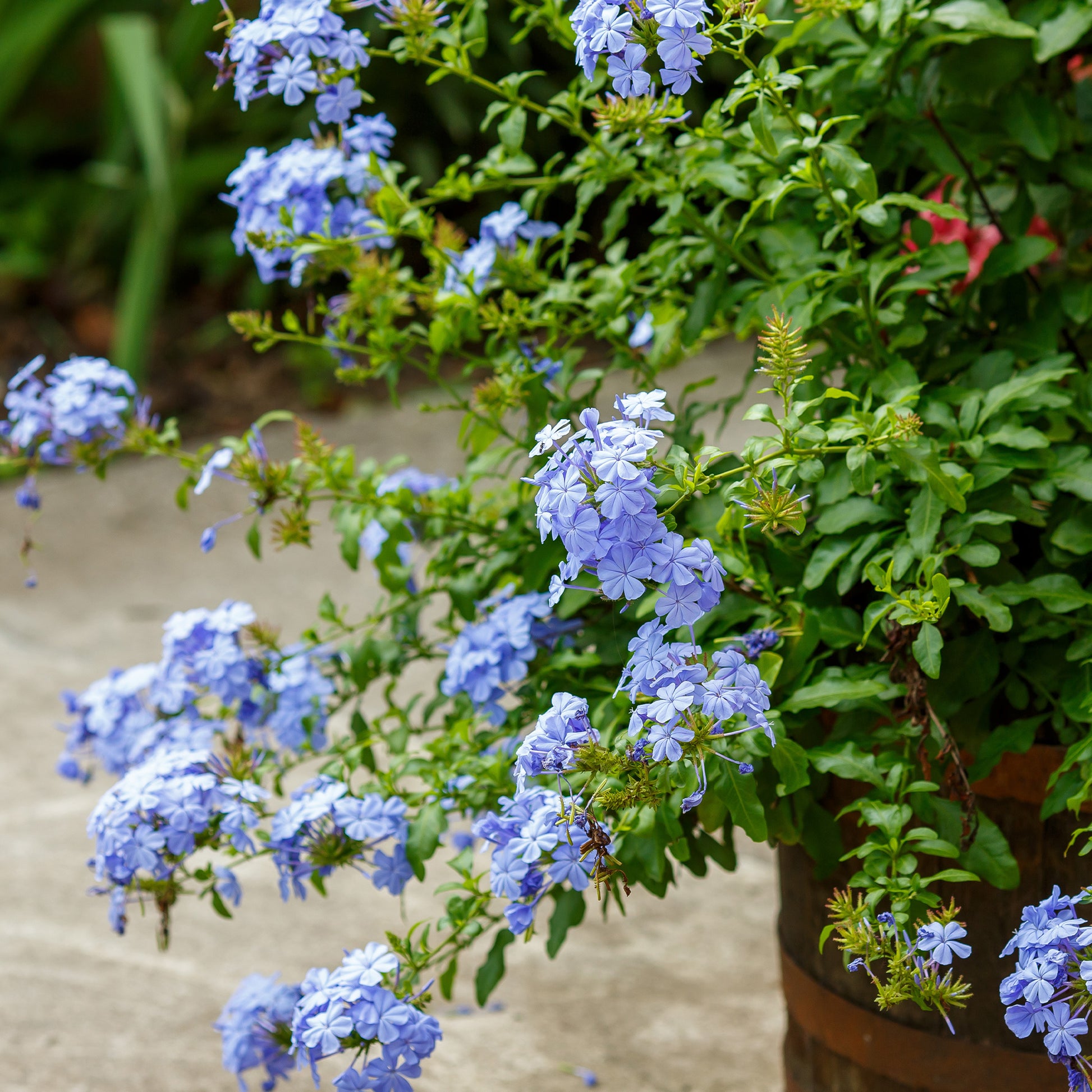 Plumbago auriculata - Mannentrouw | De Tuinen van Appeltern Plumbago auriculata - Mannentrouw | De Tuinen van Appeltern