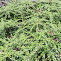 Struikkamperfoelie - Lonicera pileata - Bakker