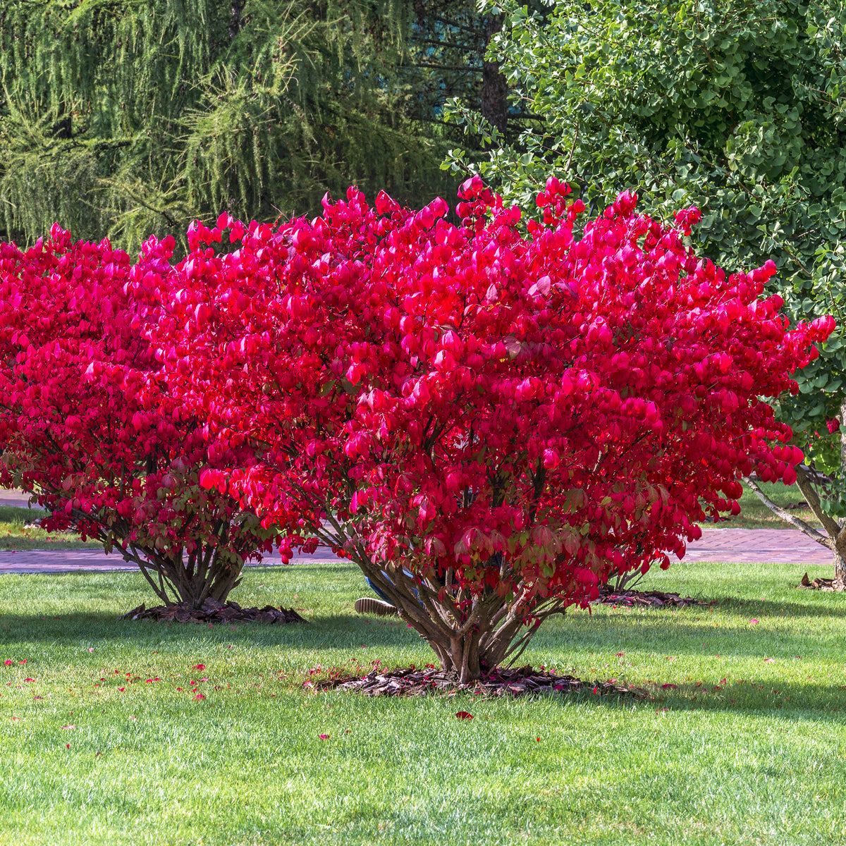 Heesters - Kardinaalsmuts 'Compactus' - Euonymus alatus Compactus