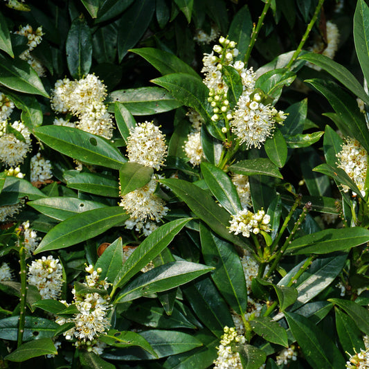 Laurierkers Otto Luyken - Bakker